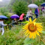 Sonnenblume und Touristiker im Regen