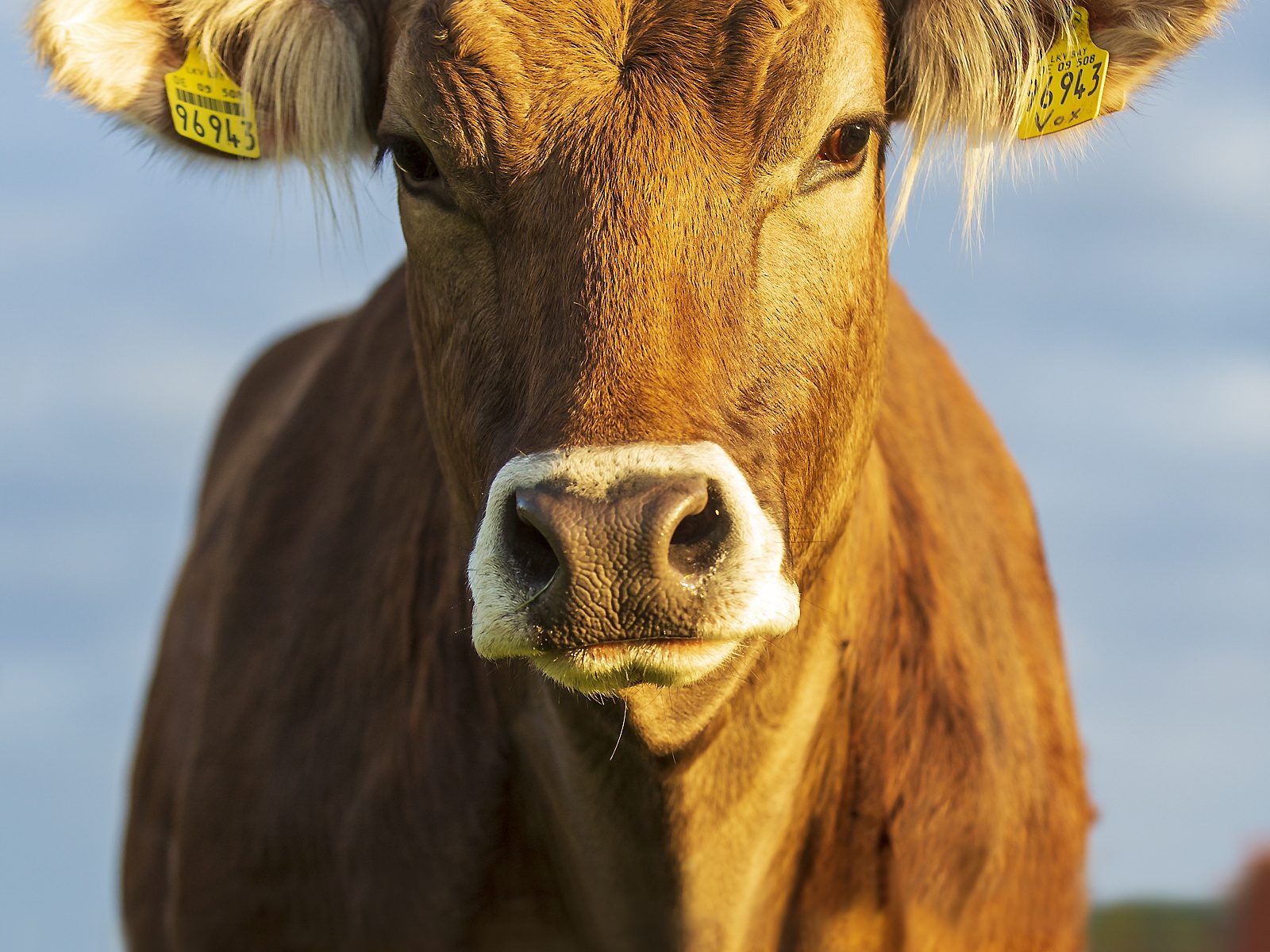 Portrait einer Kuh namens Burna, Rasse Braunvieh, im Abendlicht