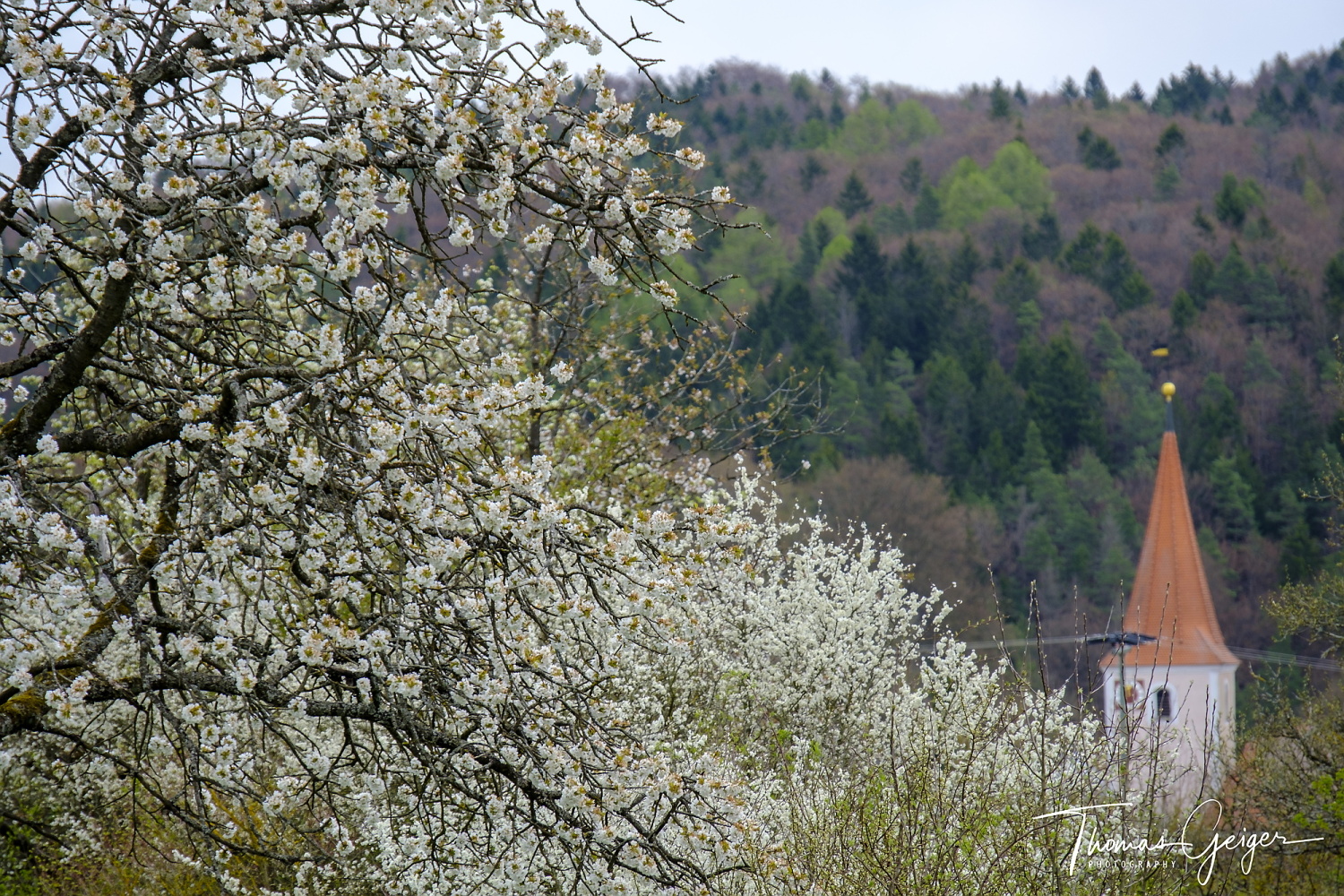Blühende Obstbäume und Kirchturm