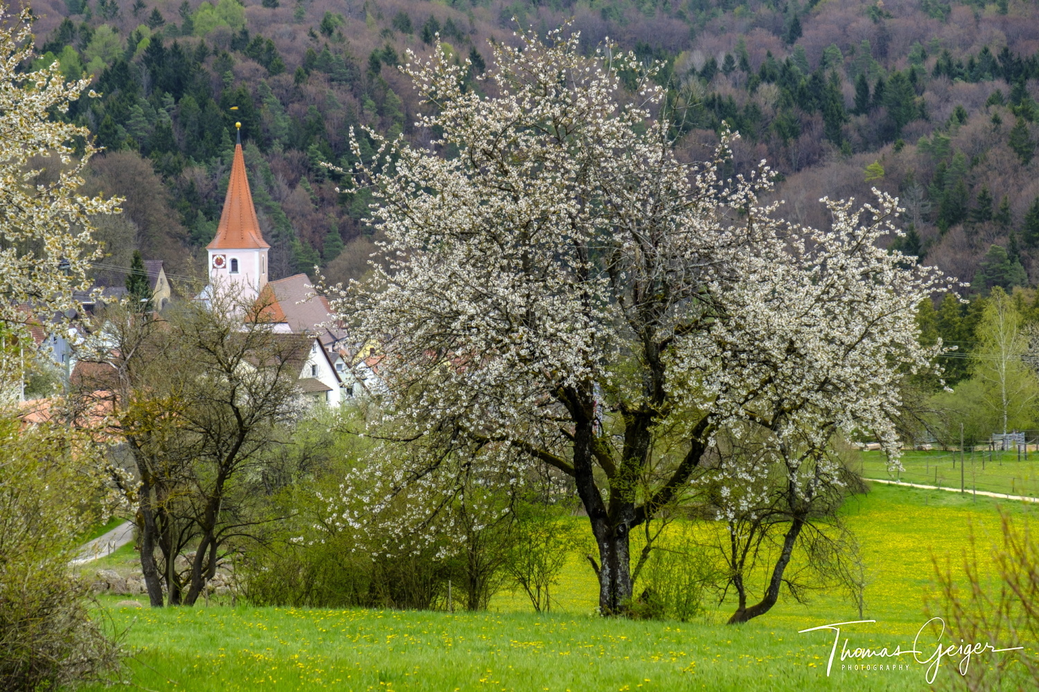 Blühende Obstbäume und eine Kirche vor Frühlingsmischwald
